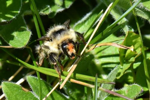 Réf. 251 934 : Bombus sylvarum